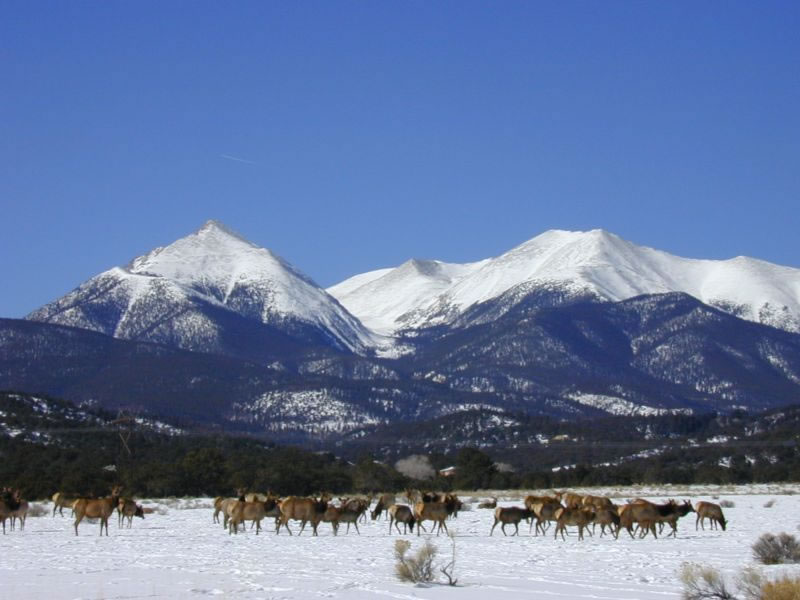 wild-elk-and-mountains.jpg