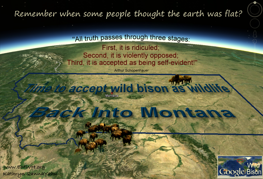 accept%20wild%20bison%20back%20into%20Montana.png