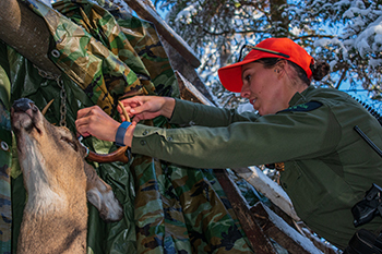 A conservation checks to see if a deer is properly tagged during a camp check.