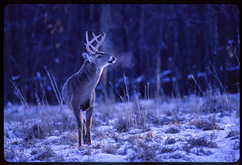 A white-tailed buck is shown in winter.