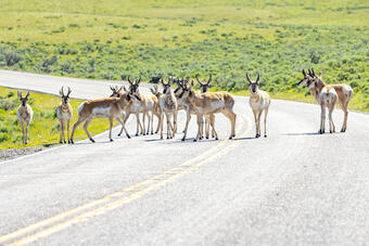 A group of pronghorn standing in the road