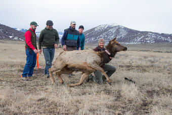 Elk fitted with global positioning system tracking collar
