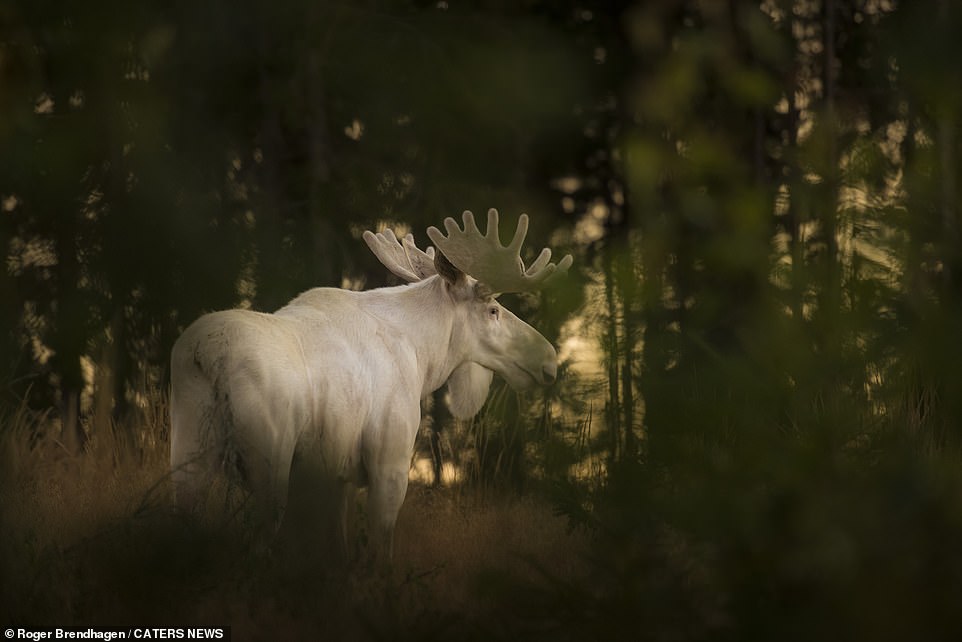 The condition is known as piebald and has been known to also affect moose in Alaska and Canada, according to National Geographic