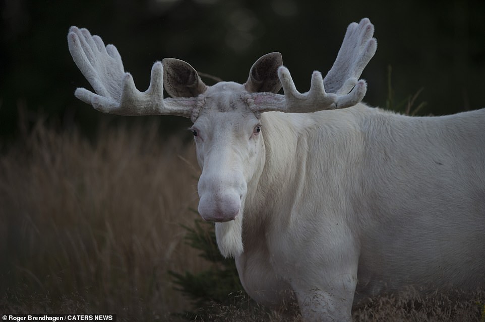 A white moose with a rare genetic condition that gives its fur no pigment has been spotted by a wildlife photographer in Sweden