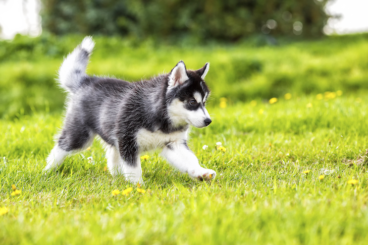 Siberian-Husky-puppy-running-in-the-grass.jpg