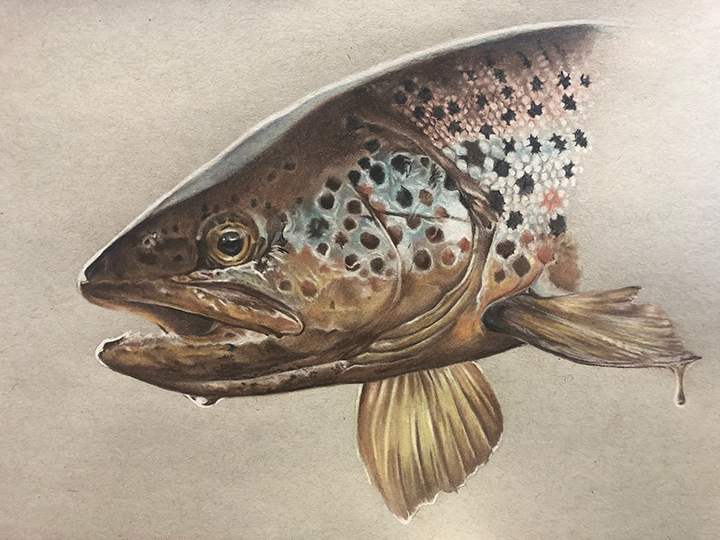 Brown-Trout-Colored-Pencil.jpg