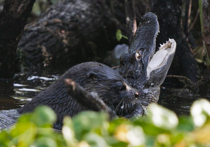In 2011, a river otter in Florida's Lake Woodruff National Wildlife Refuge attacks and preys on an alligator.'s Lake Woodruff National Wildlife Refuge attacks and preys on an alligator.