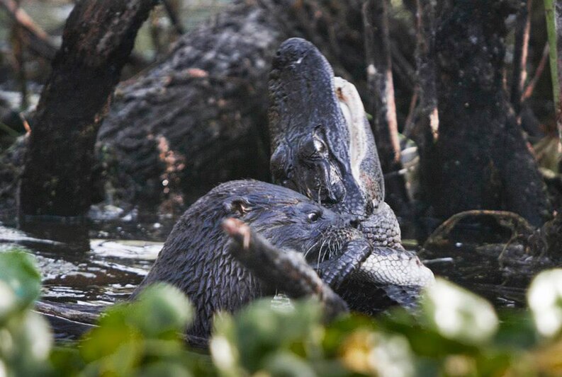 In 2011, a river otter in Florida's Lake Woodruff National Wildlife Refuge attacks and preys on an alligator.'s Lake Woodruff National Wildlife Refuge attacks and preys on an alligator.