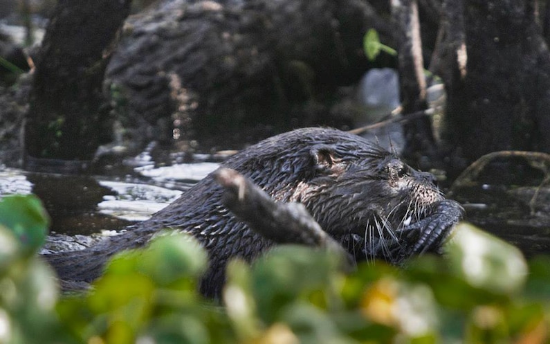 In 2011, a river otter in Florida's Lake Woodruff National Wildlife Refuge attacks and preys on an alligator.
