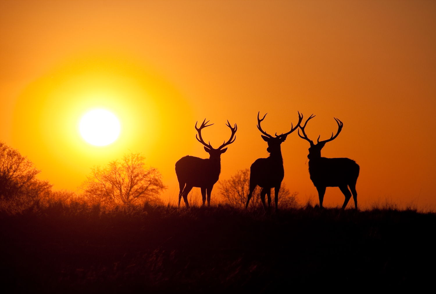 Deer+at+Sunset+2.jpg