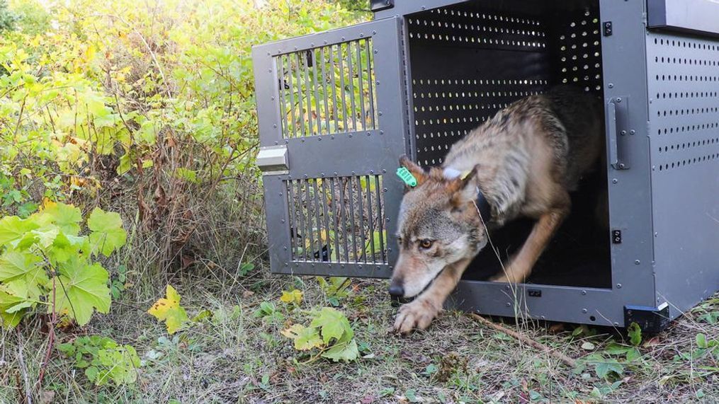 FILE - This Sept. 26, 2018, file photo provided by the National Park Service shows a 4-year-old female gray wolf emerges from her cage as it is released at Isle Royale National Park in Michigan. (National Park Service via AP, File) FILE - This Sept. 26, 2018, file photo provided by the National Park Service shows a 4-year-old female gray wolf emerges from her cage as it is released at Isle Royale National Park in Michigan. (National Park Service via AP, File)