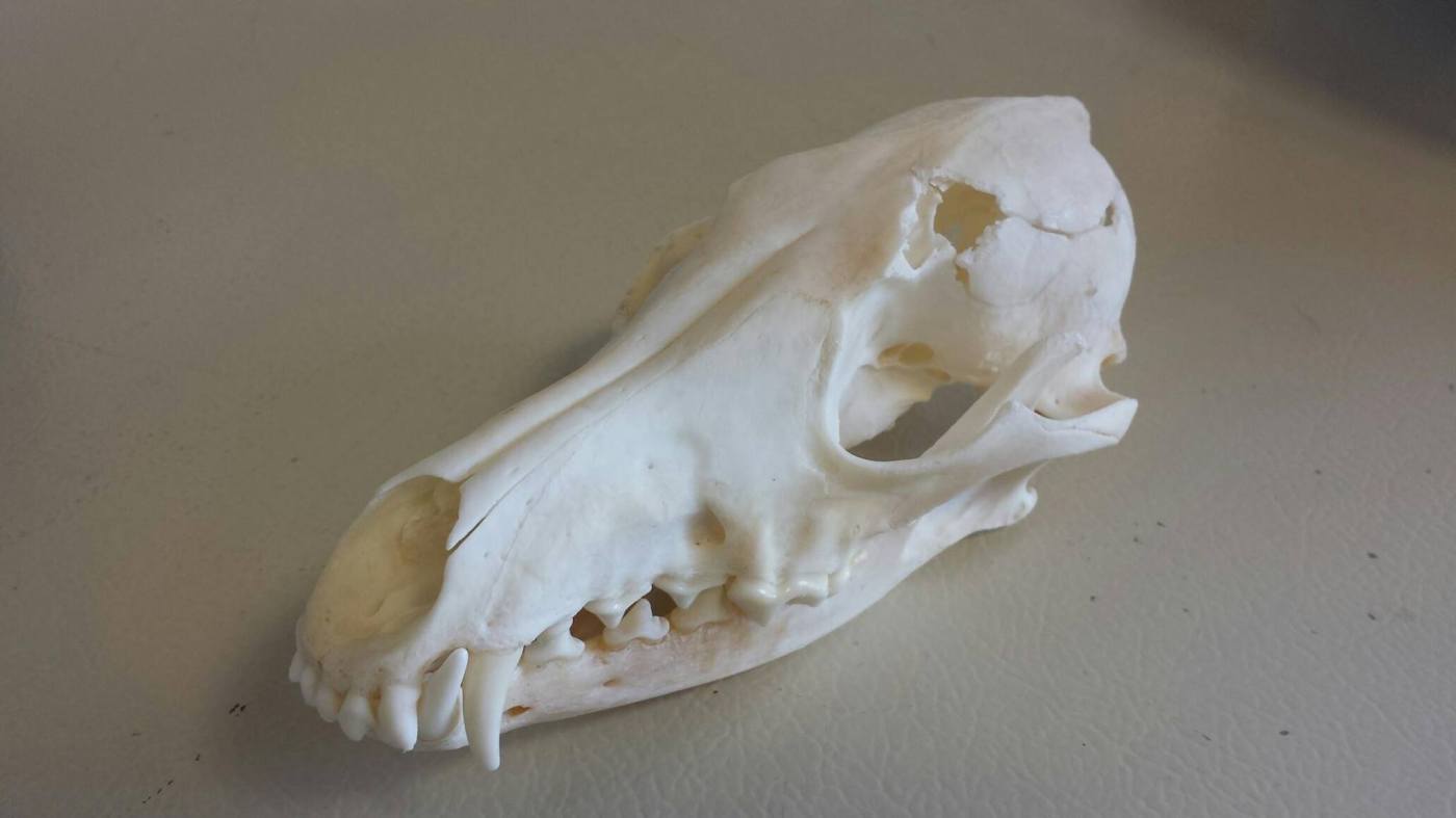coyote-skull.jpg