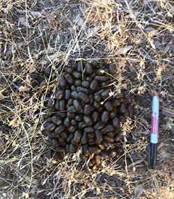 Elk scat in weeds and dirt next to a sharpie pen for size reference
