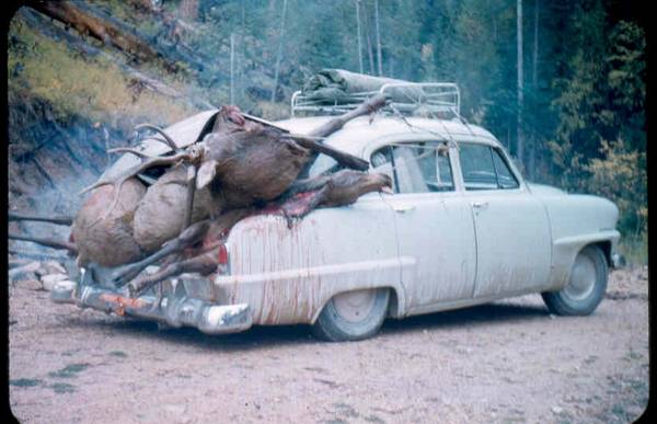 elk-in-car-trunk.jpg