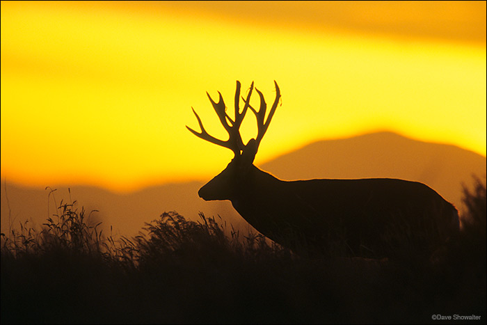 mule-deer-silhouette.jpg