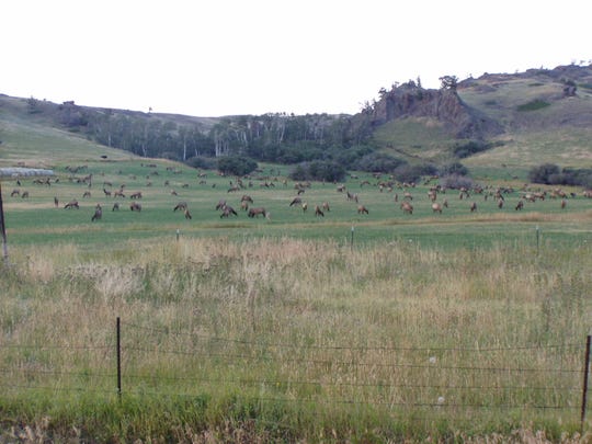 A herd of Rocky Mountain elk in Montana