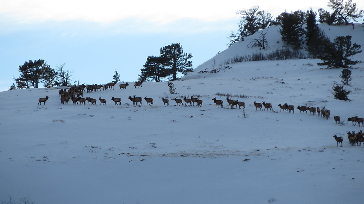 wyoming-elk-winter.jpg