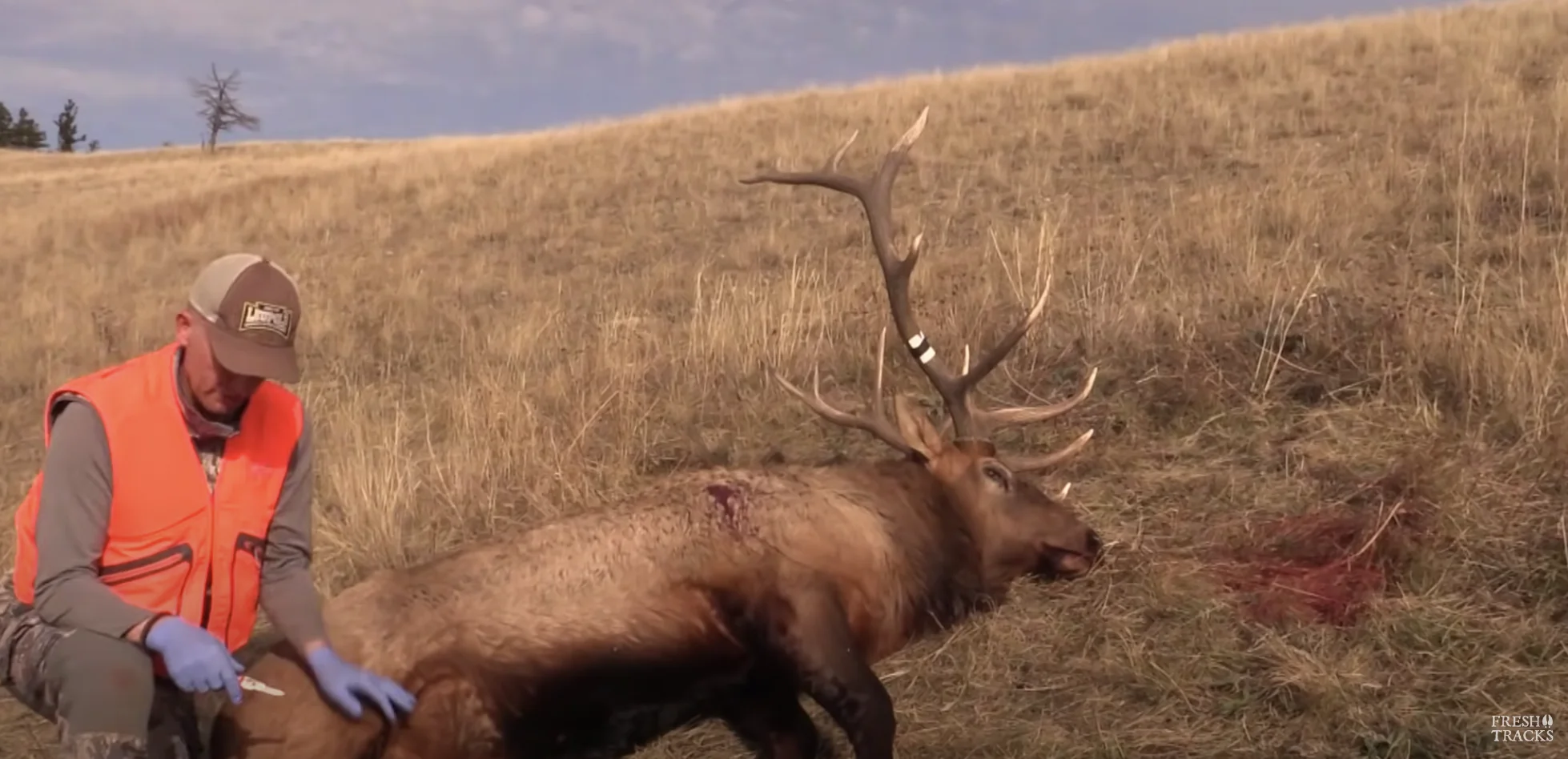 The Gutless Method: How to Field Dress an Elk - Hunttalk Strategy Guide