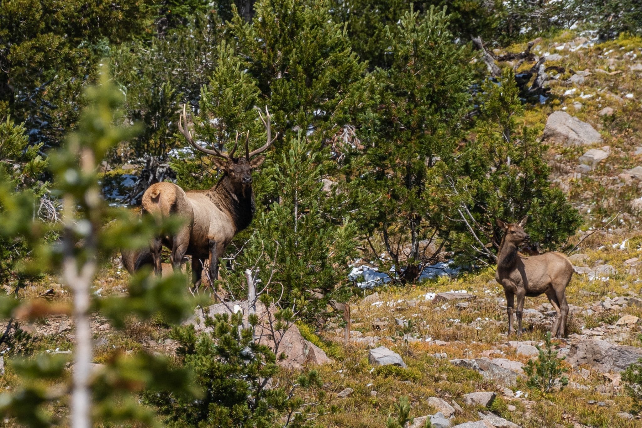 HUNTING IN COLORADO 2025 NONRESIDENT APPLICATION GUIDE visual data 7