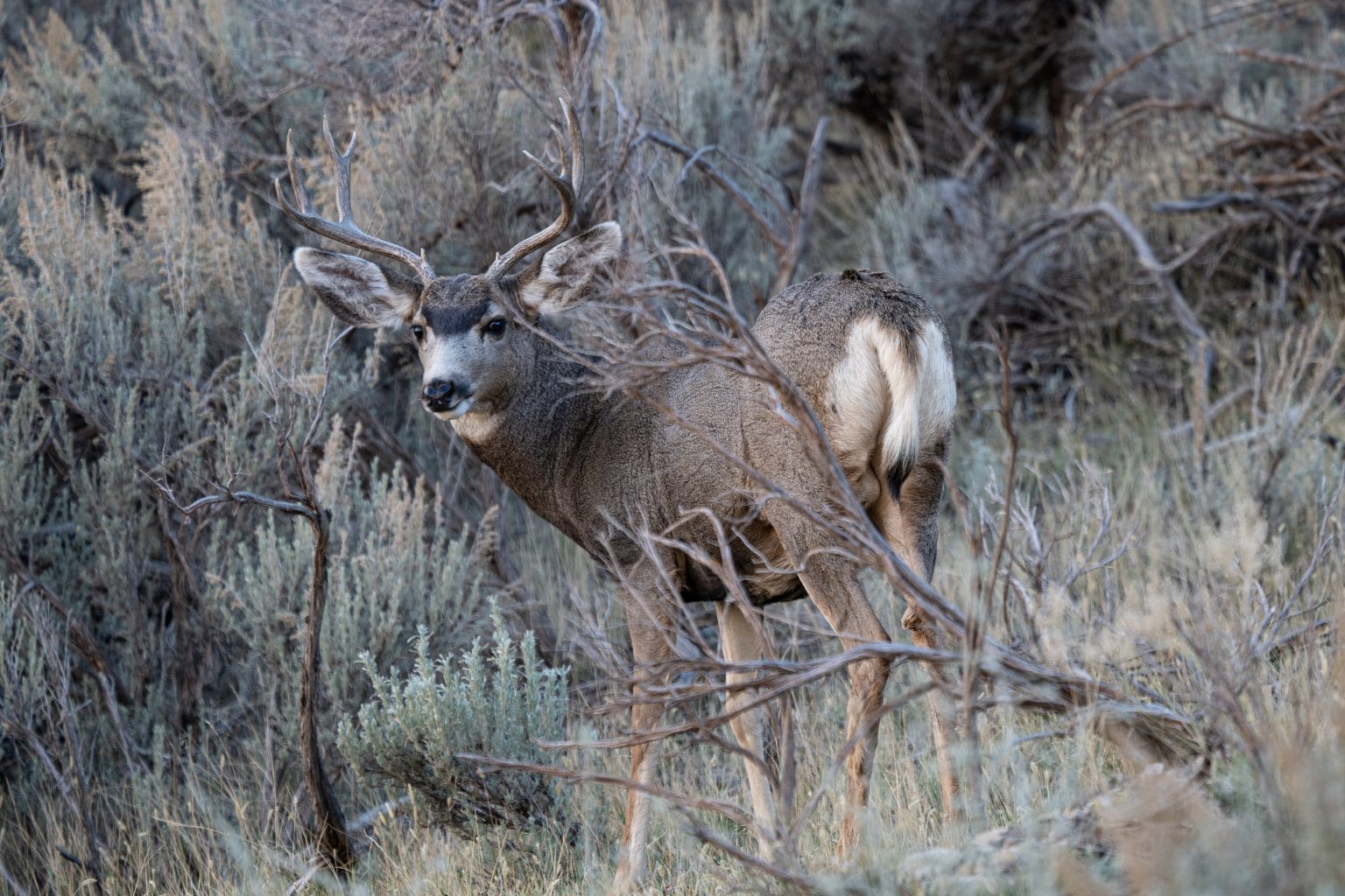 HUNTING IN COLORADO 2025 NONRESIDENT APPLICATION GUIDE intelligence overview
